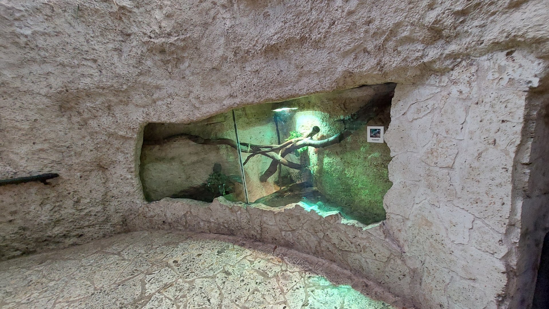 Spiny tailed Iguana exhibit
