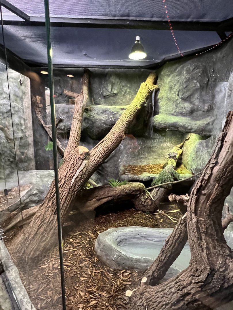 Spiny-Tailed Iguana Exhibit