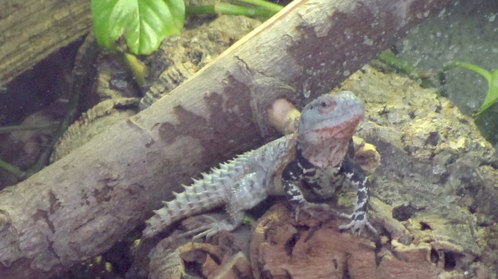 Spiny-tailed Iguana ID?