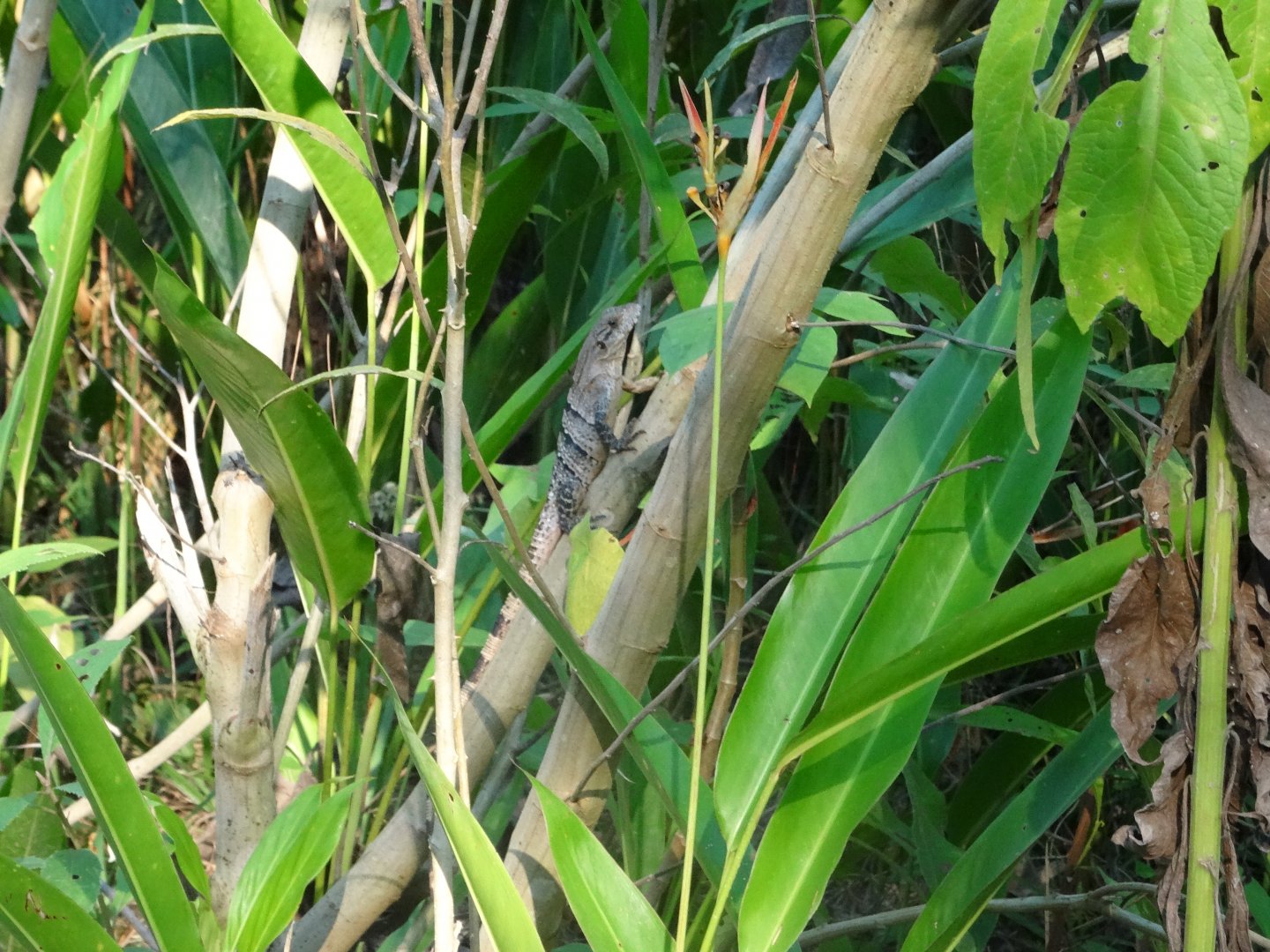 Spiny-Tailed Iguana (wild)