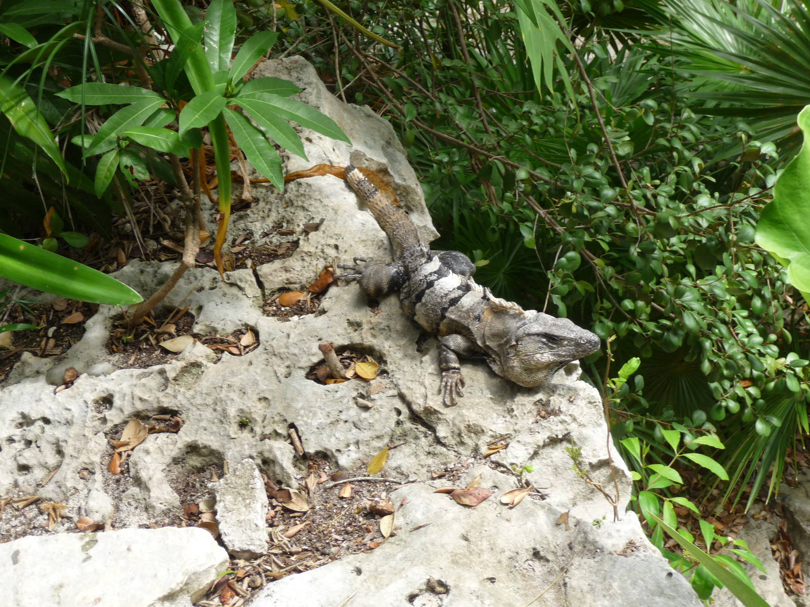 spiny tailed iguana xcaret park