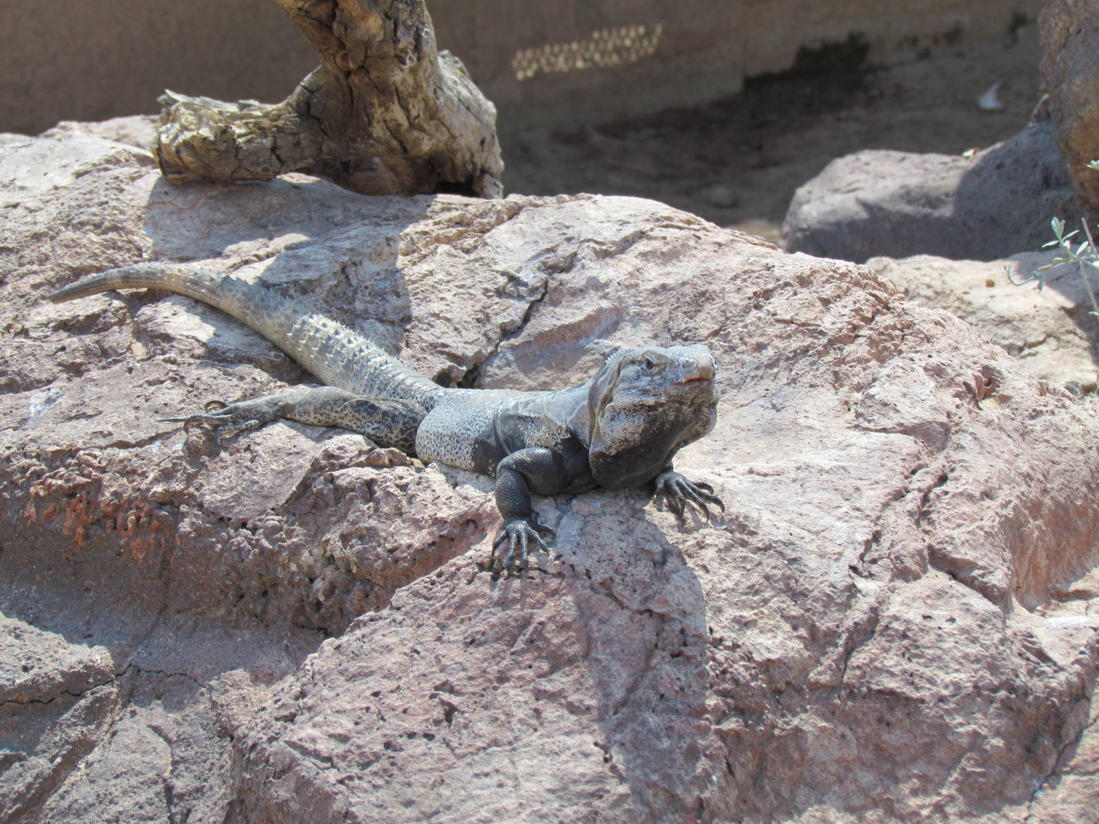 Spiny-tailed Iguana
