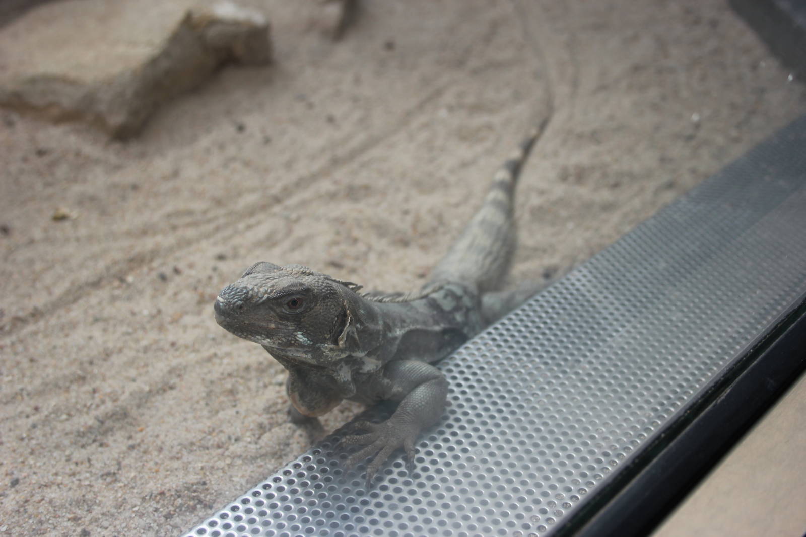 Spiny-tailed iguana