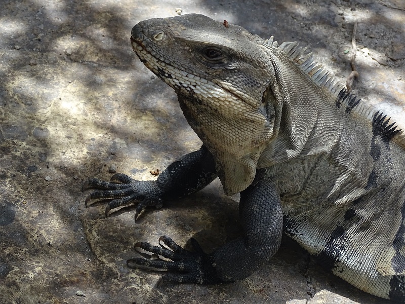 Spiny-tailed iguana