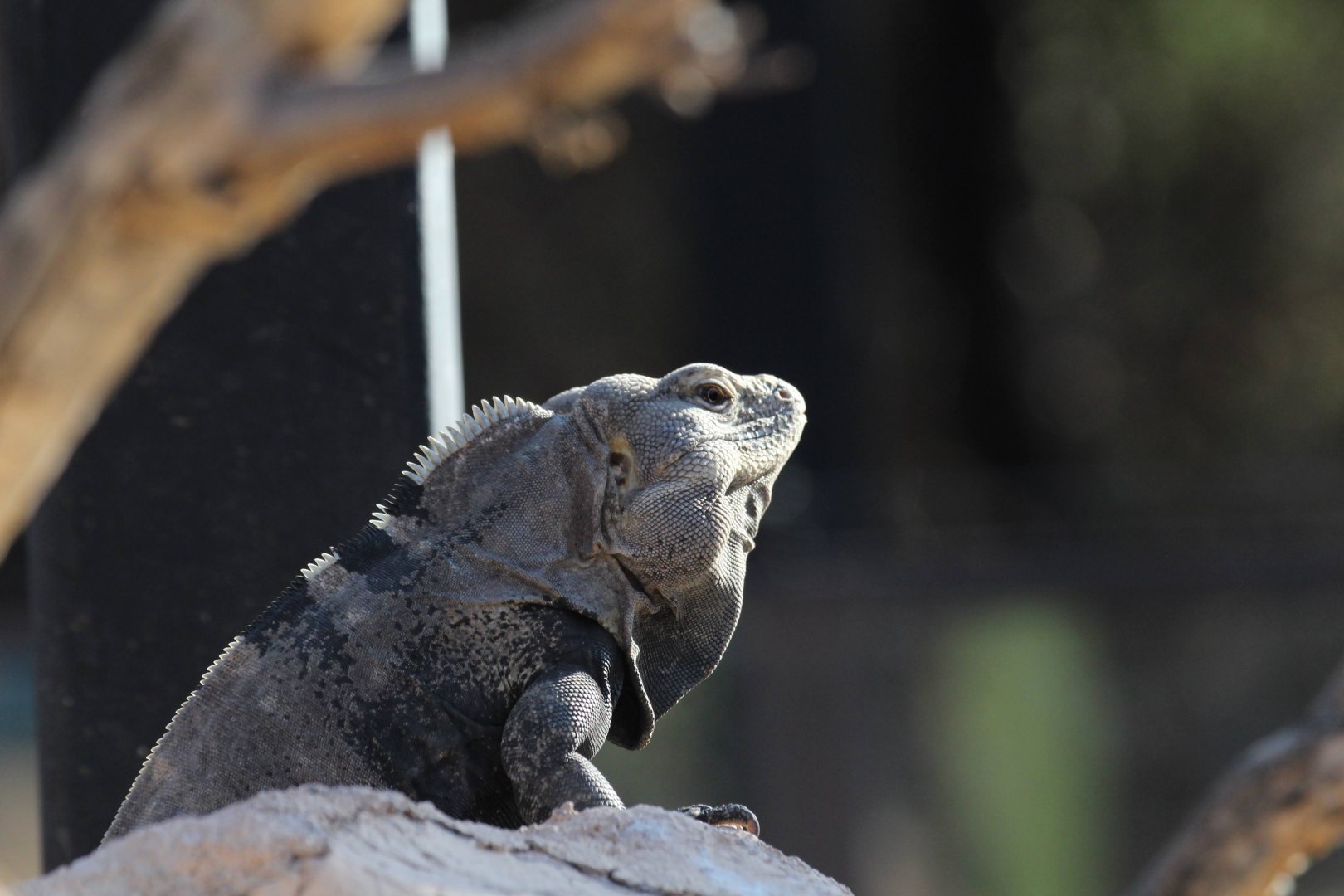 Spiny-tailed Iguana