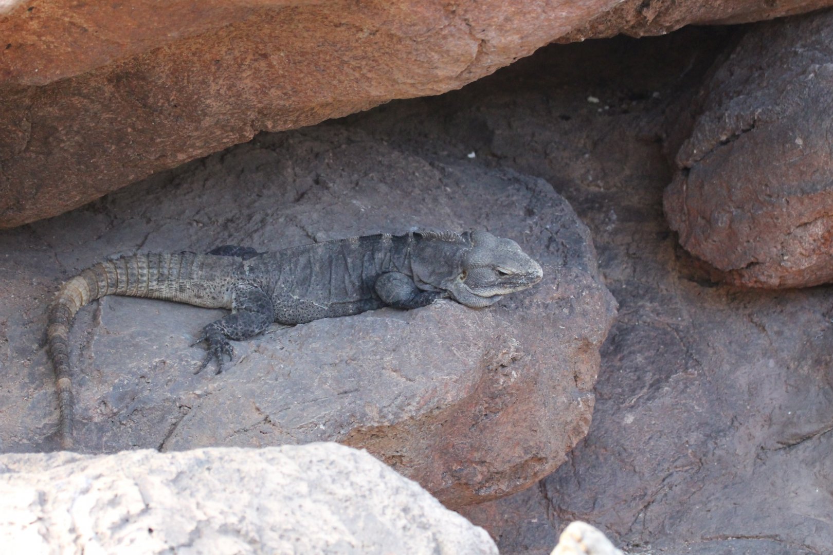 Spiny-tailed Iguana
