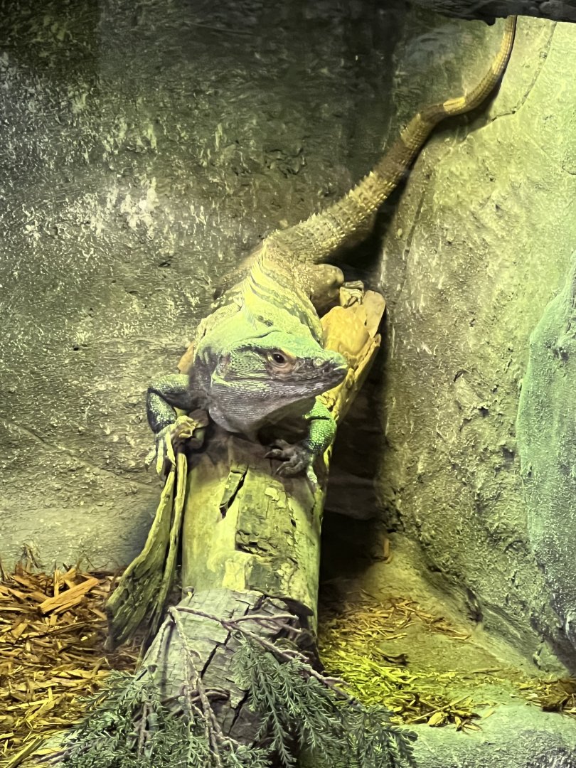 Spiny-Tailed Iguana