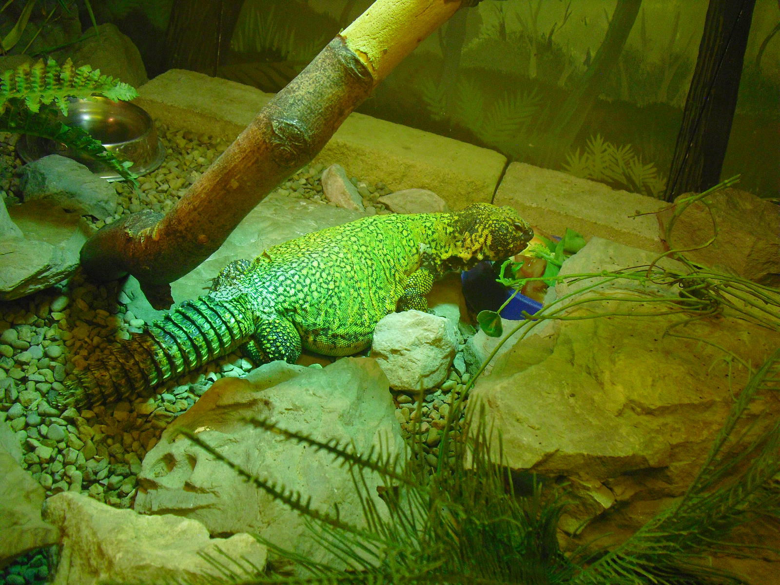 Spiny-tailed Lizard (?) - 01/10/2011