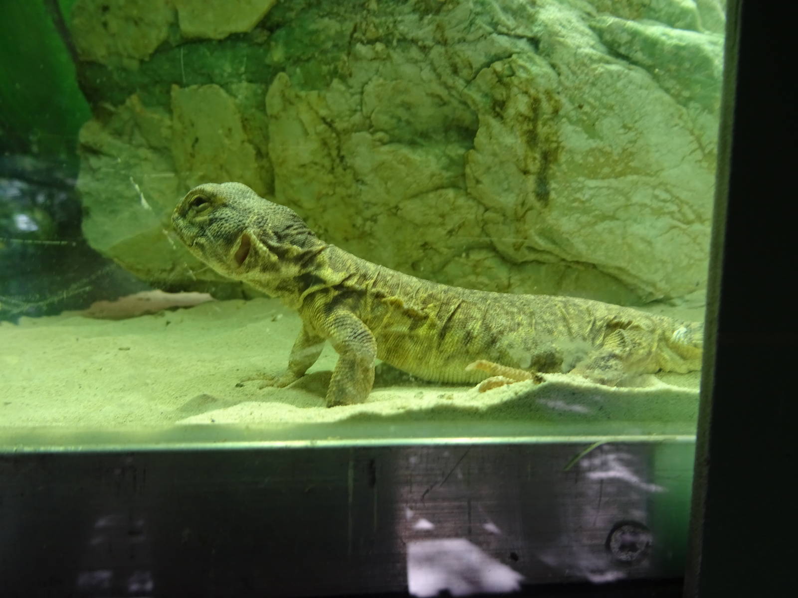 Spiny-Tailed Lizard at Busch Gardens Tampa