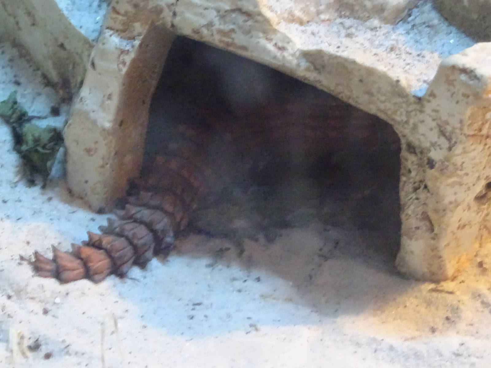 Spiny-Tailed Lizard at Gator Golf - 28/08/2014