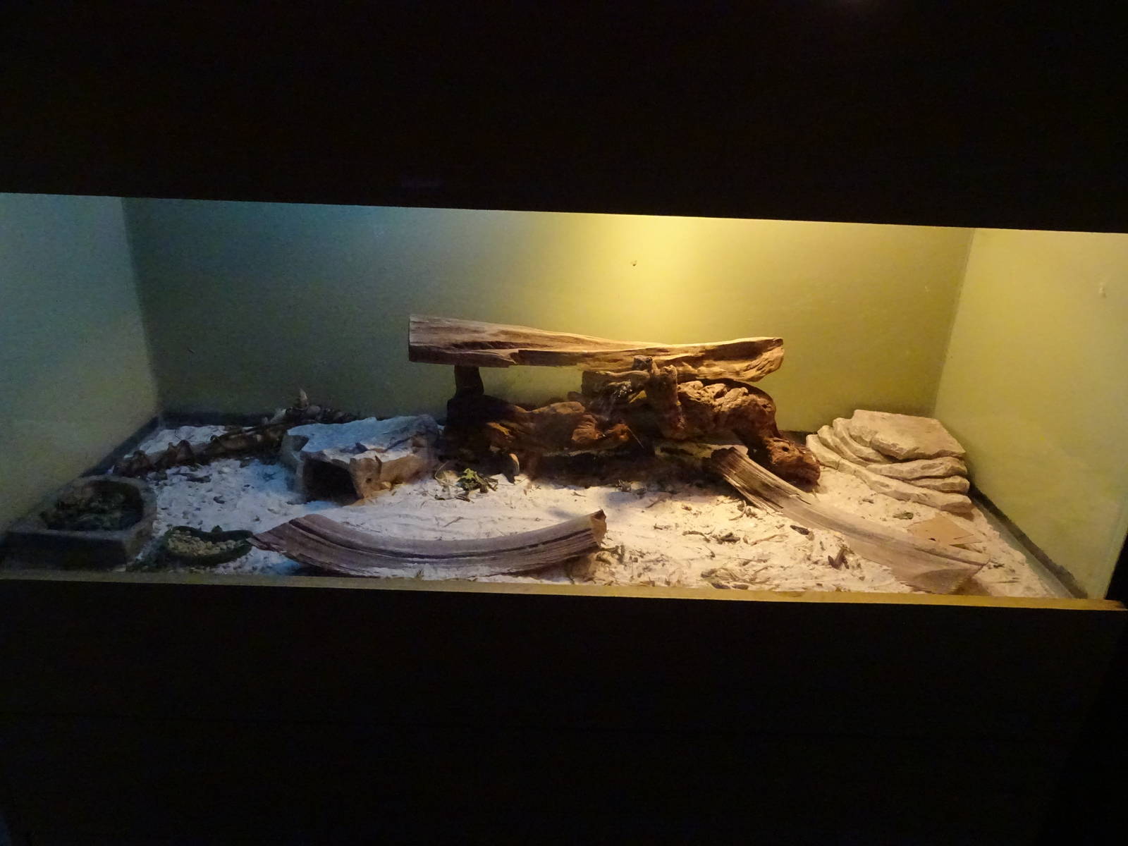 Spiny-Tailed Lizard Enclosure at Gator Golf - 28/08/2014