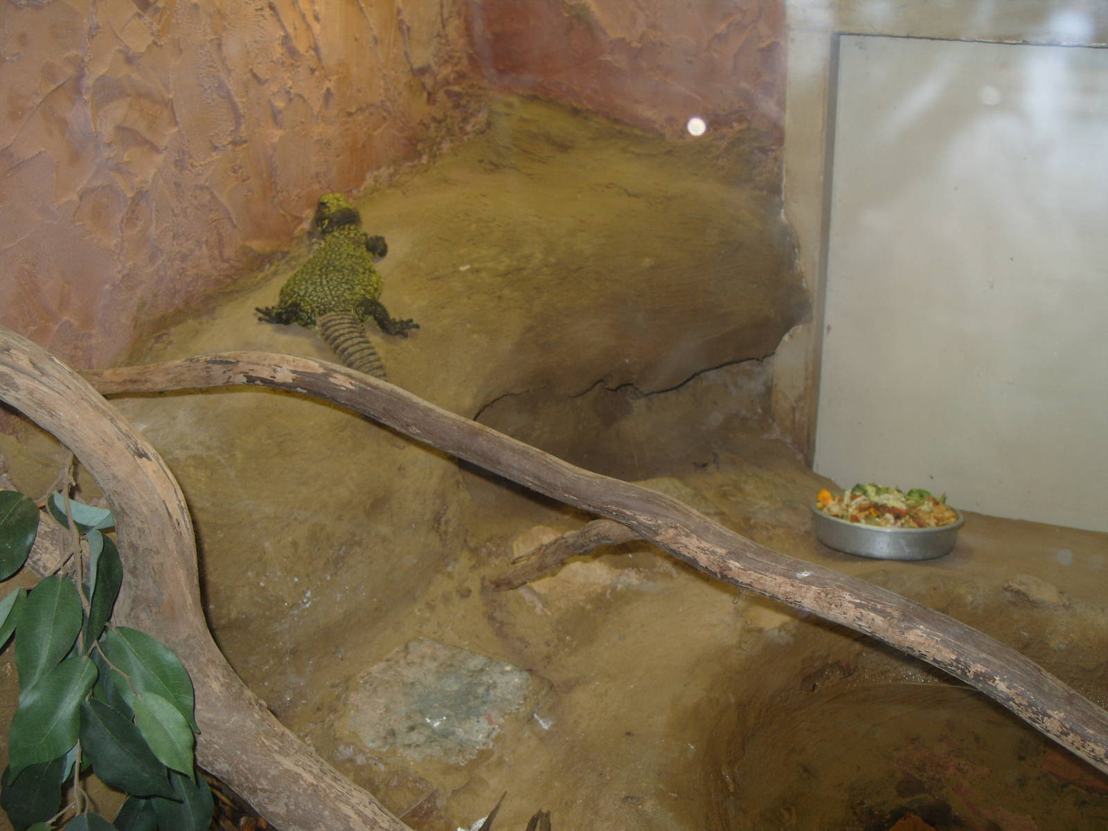 SPINY TAILED LIZARD ENCLOSURE