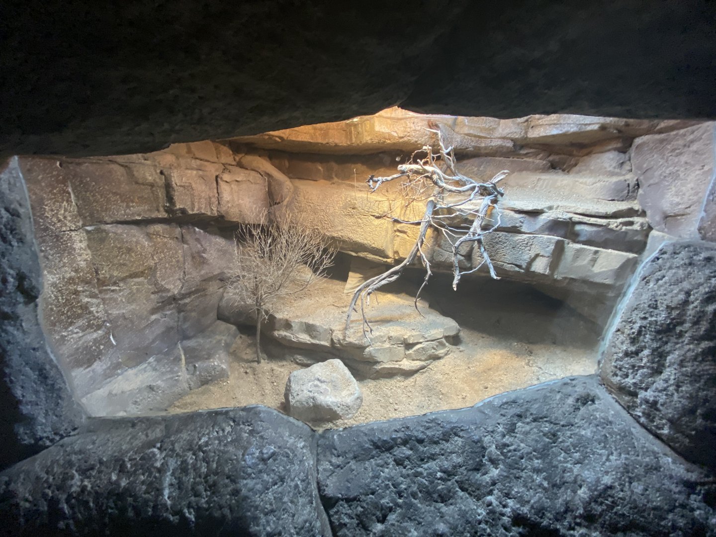 Spiny-tailed lizard exhibit