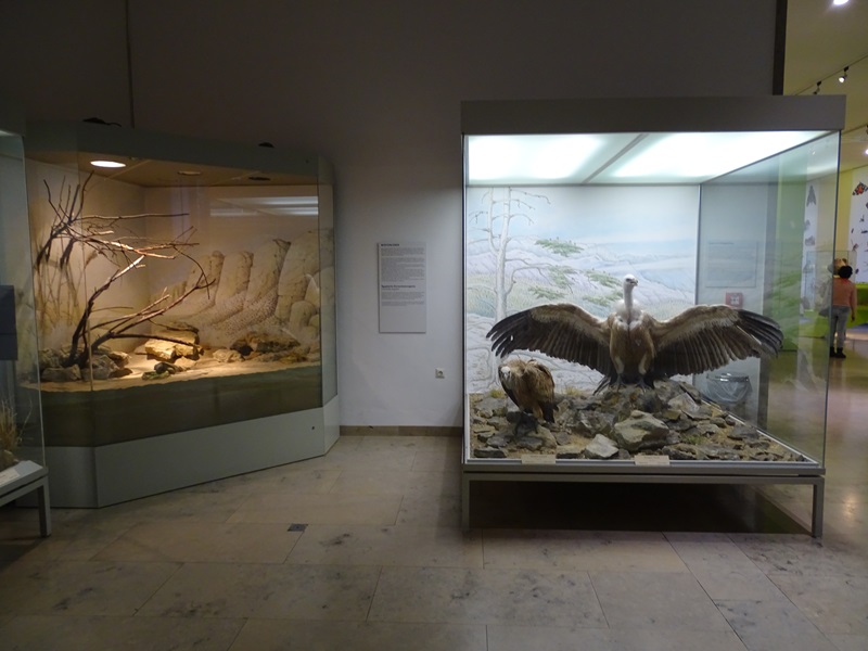 Spiny-tailed lizard terrarium and African display