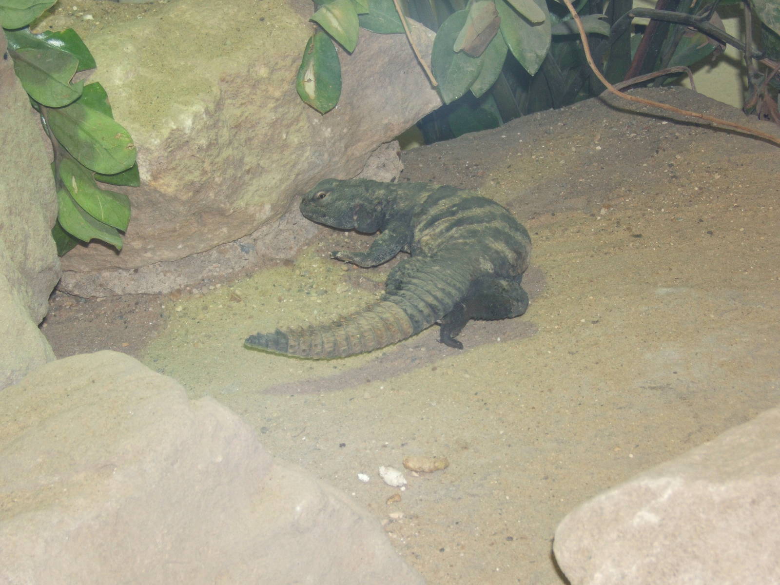 Spiny-tailed Lizard (Uromastyx flavifasciata)