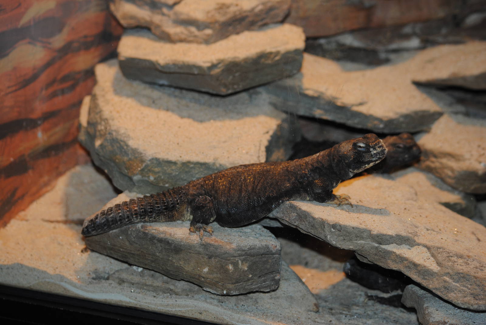 Spiny-tailed Lizard
