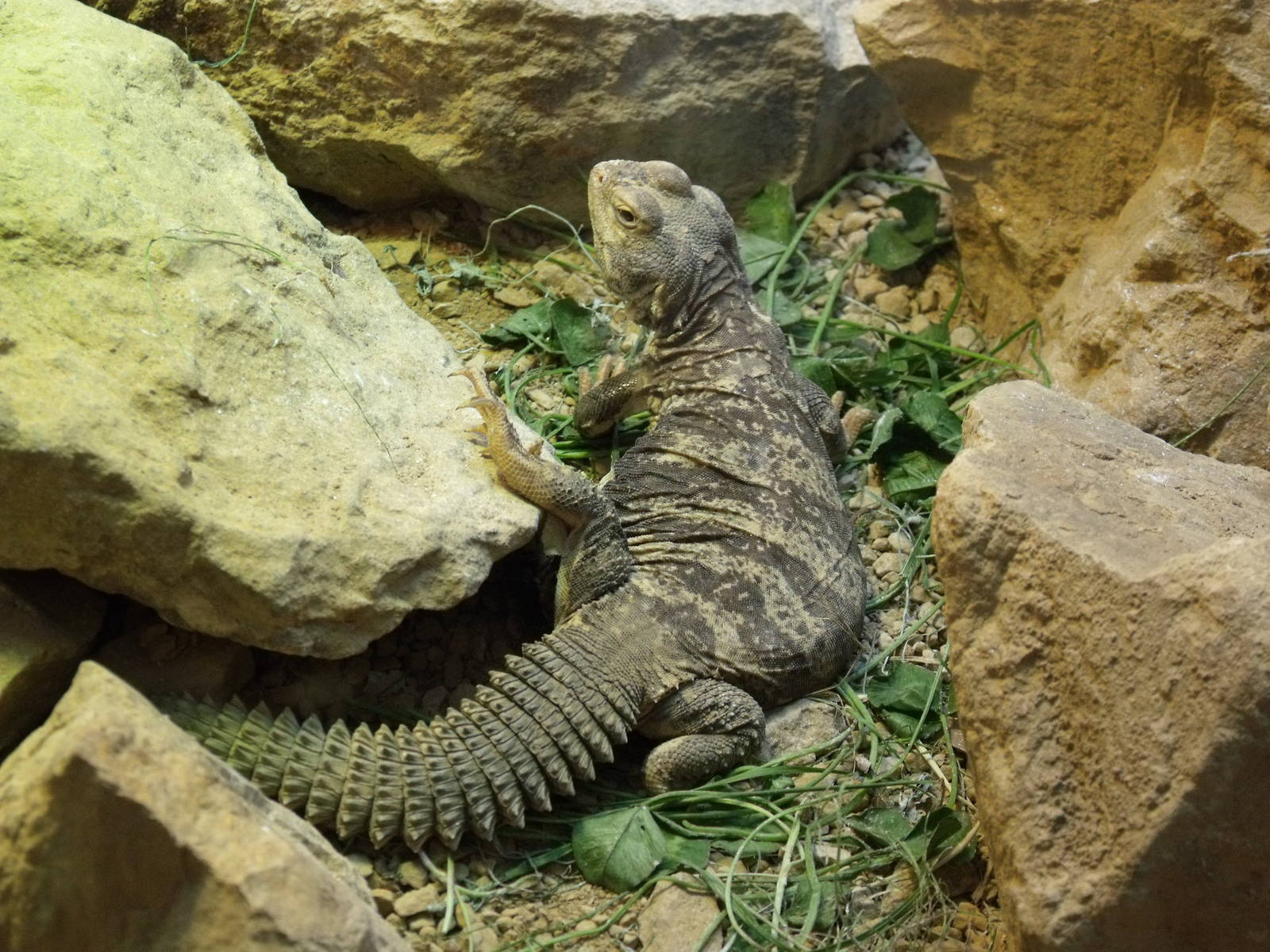 Spiny-Tailed Lizard