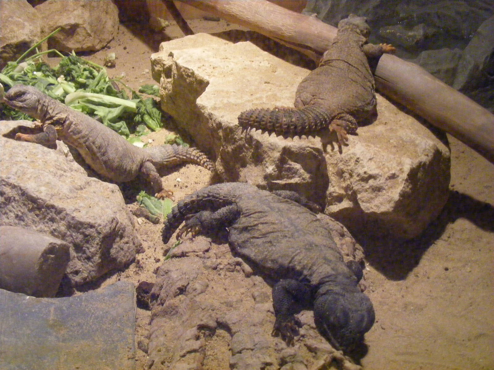 Spiny-tailed lizards (?) at The Ark Animal Sanctuary, 22 April 2011