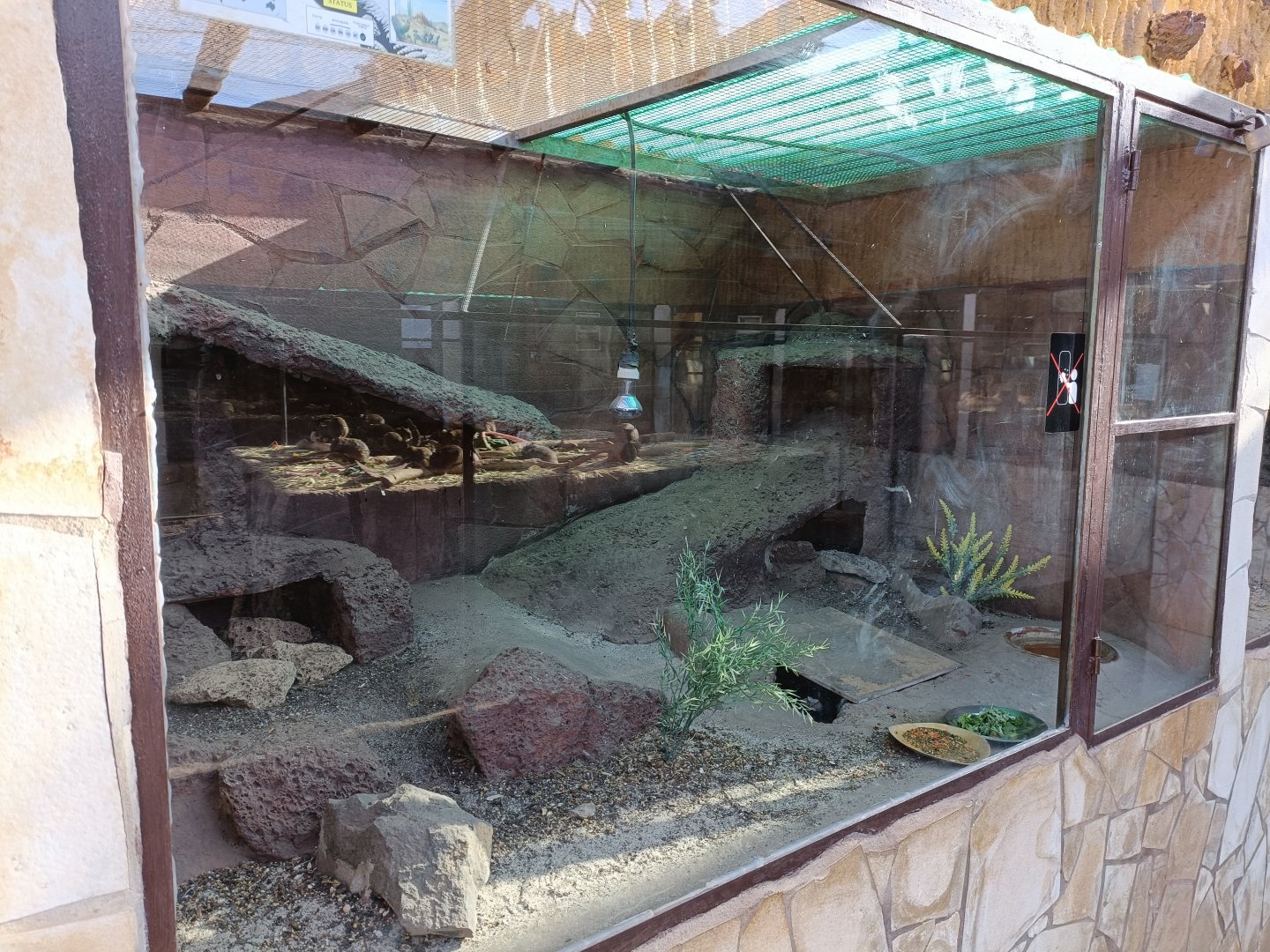 Spiny-tailed lizards exhibit