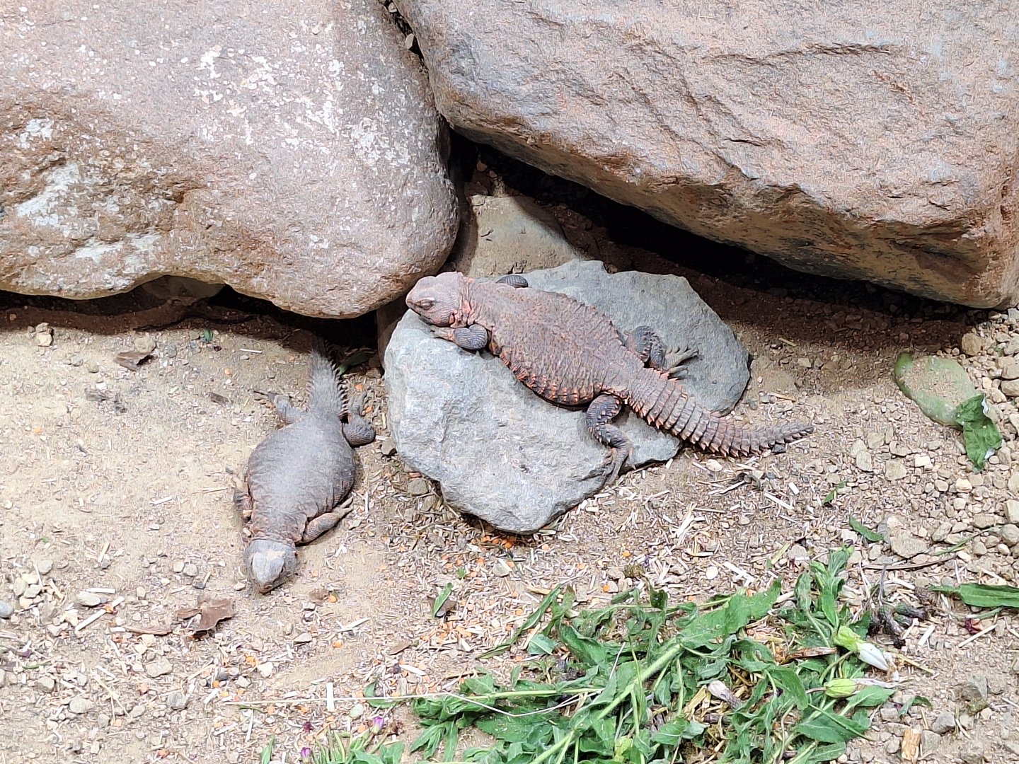 Spiny-tailed Lizards