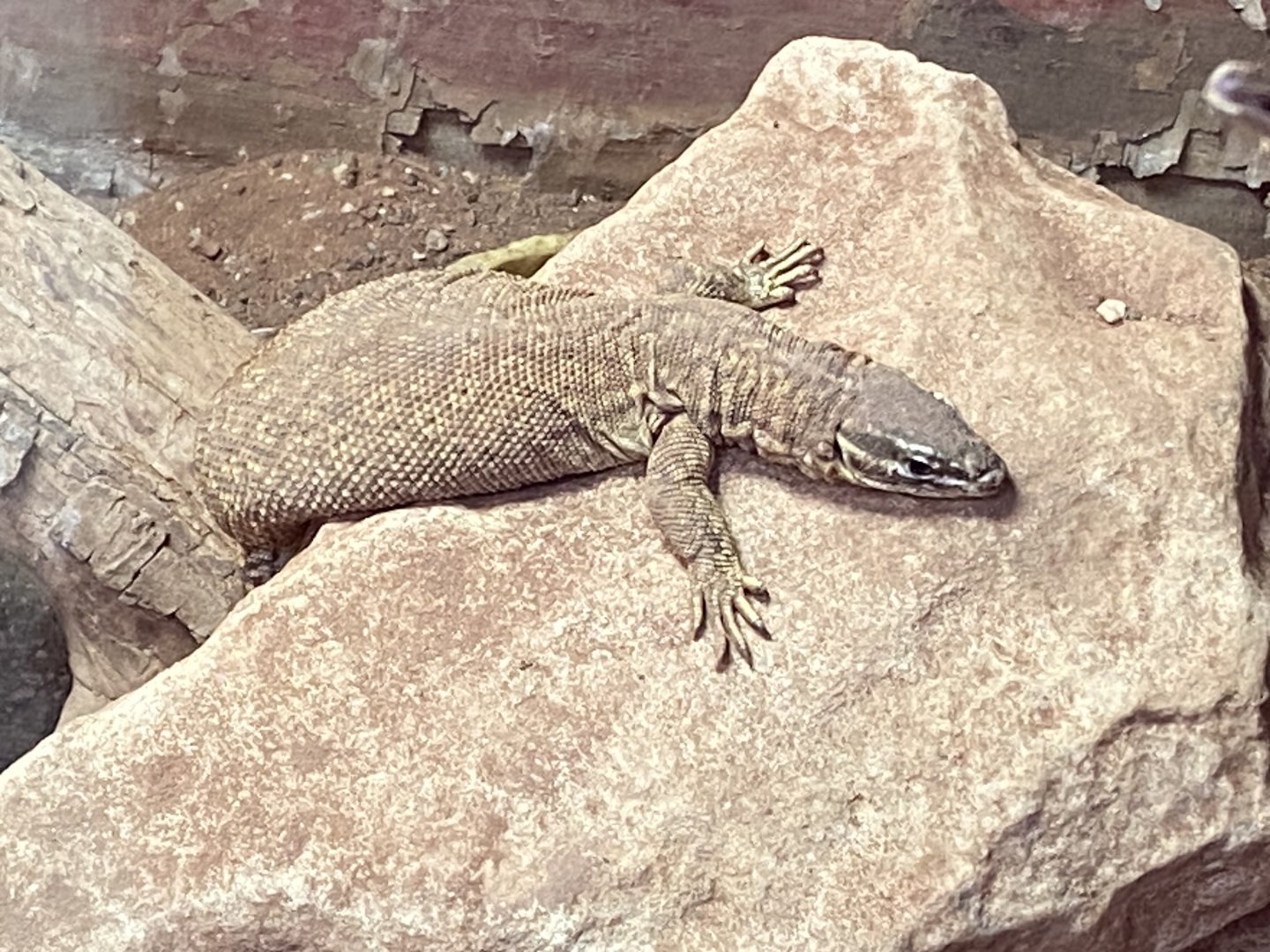 Spiny-tailed monitor 040124