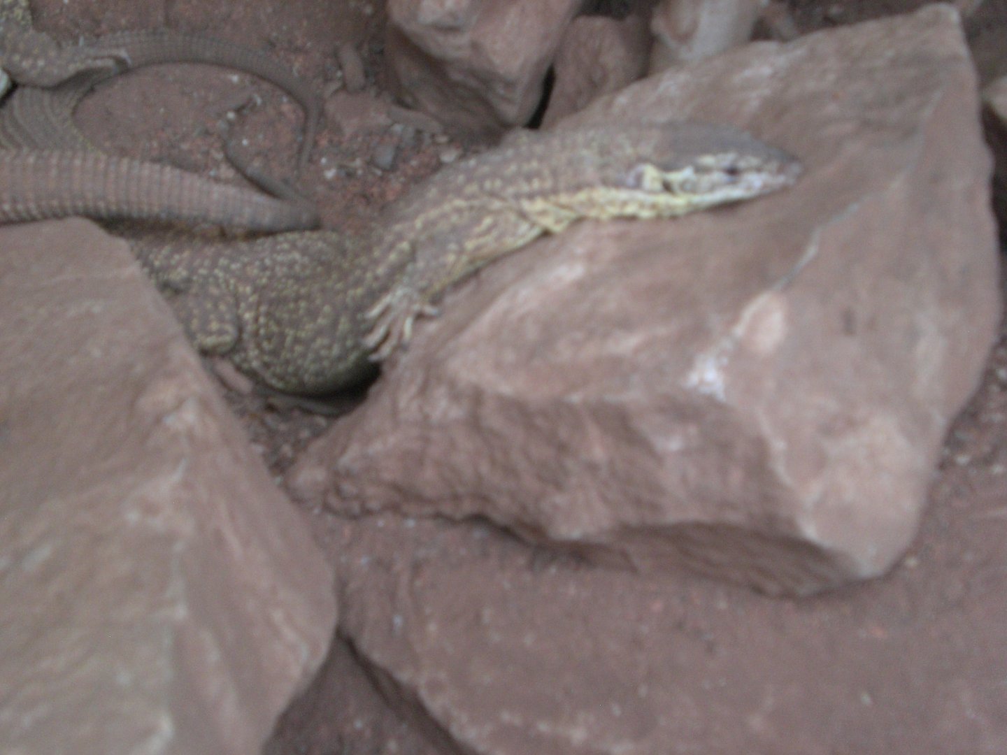 Spiny-tailed monitor 110423