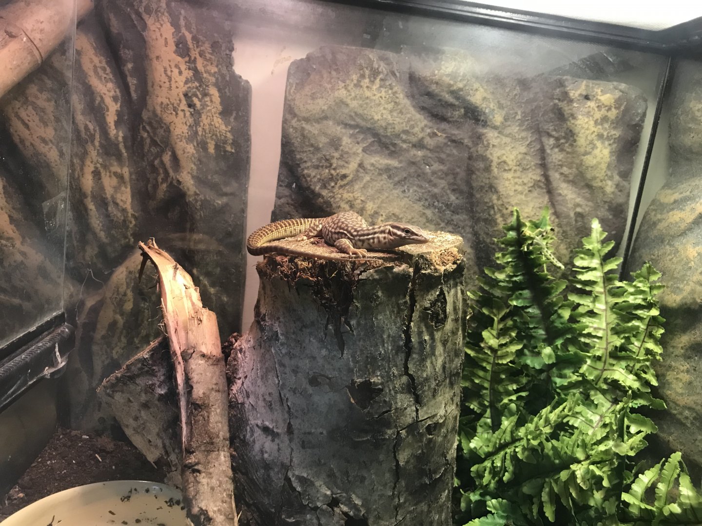 Spiny-tailed monitor 241118