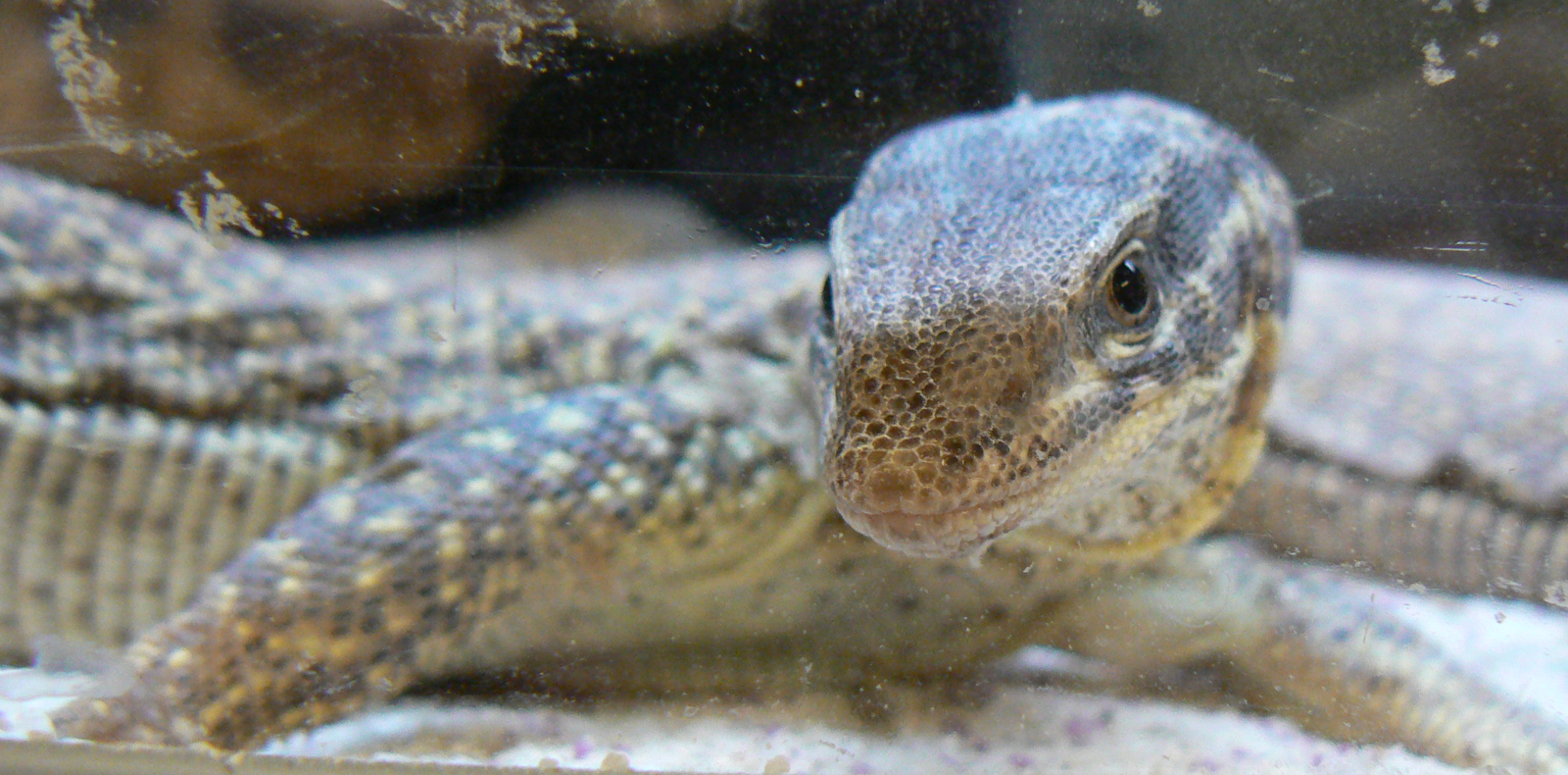 Spiny-tailed Monitor - 29 August 2016, Askham Bryan Wildlife and Conservati
