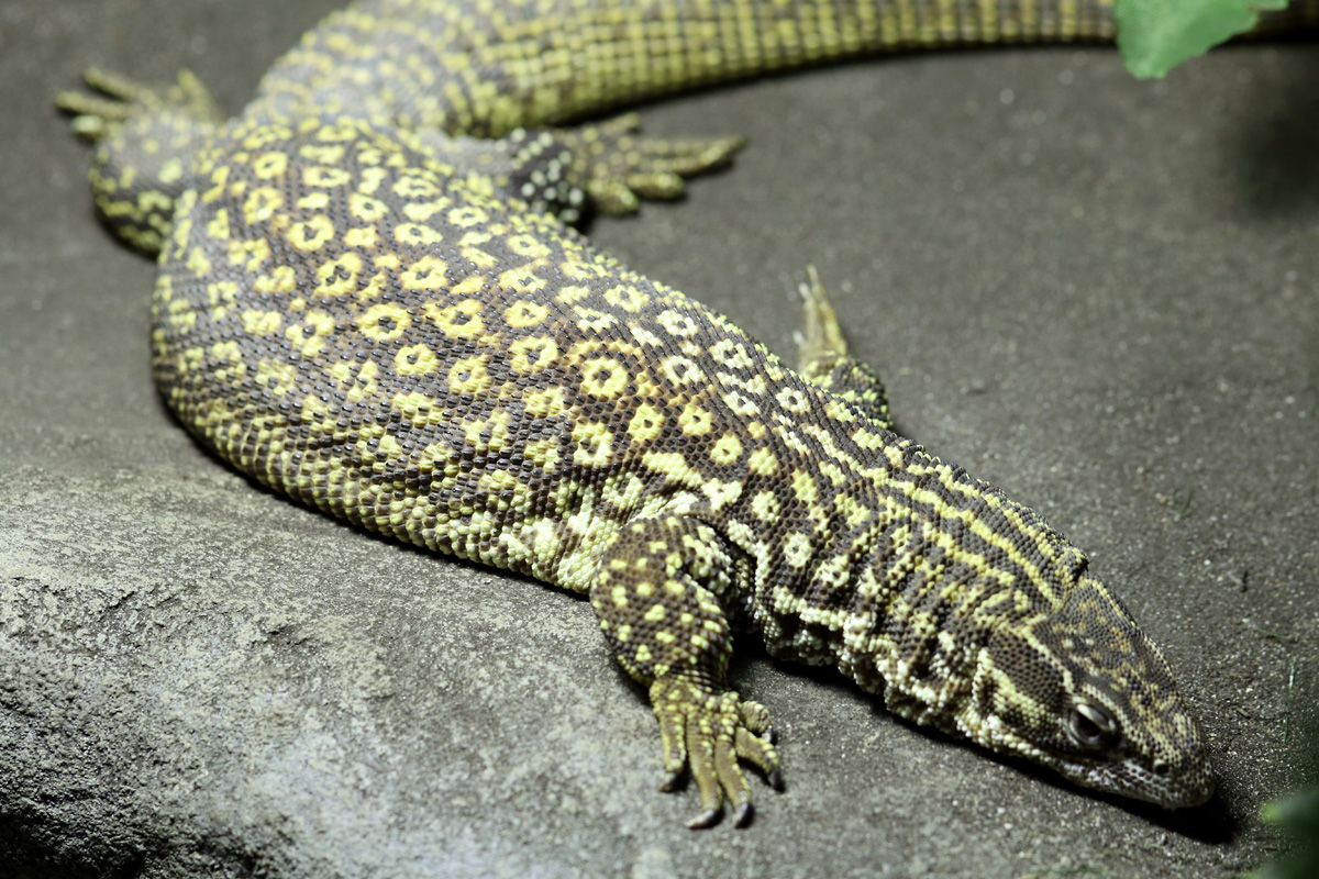 Spiny-tailed Monitor at Bugtopia the Zoo Rutland 16/3/2019