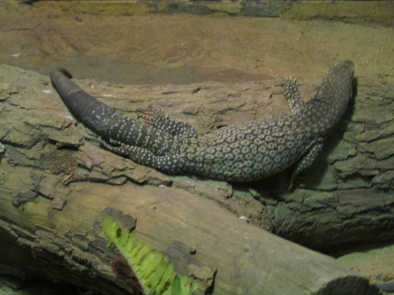 spiny tailed monitor BA zoo