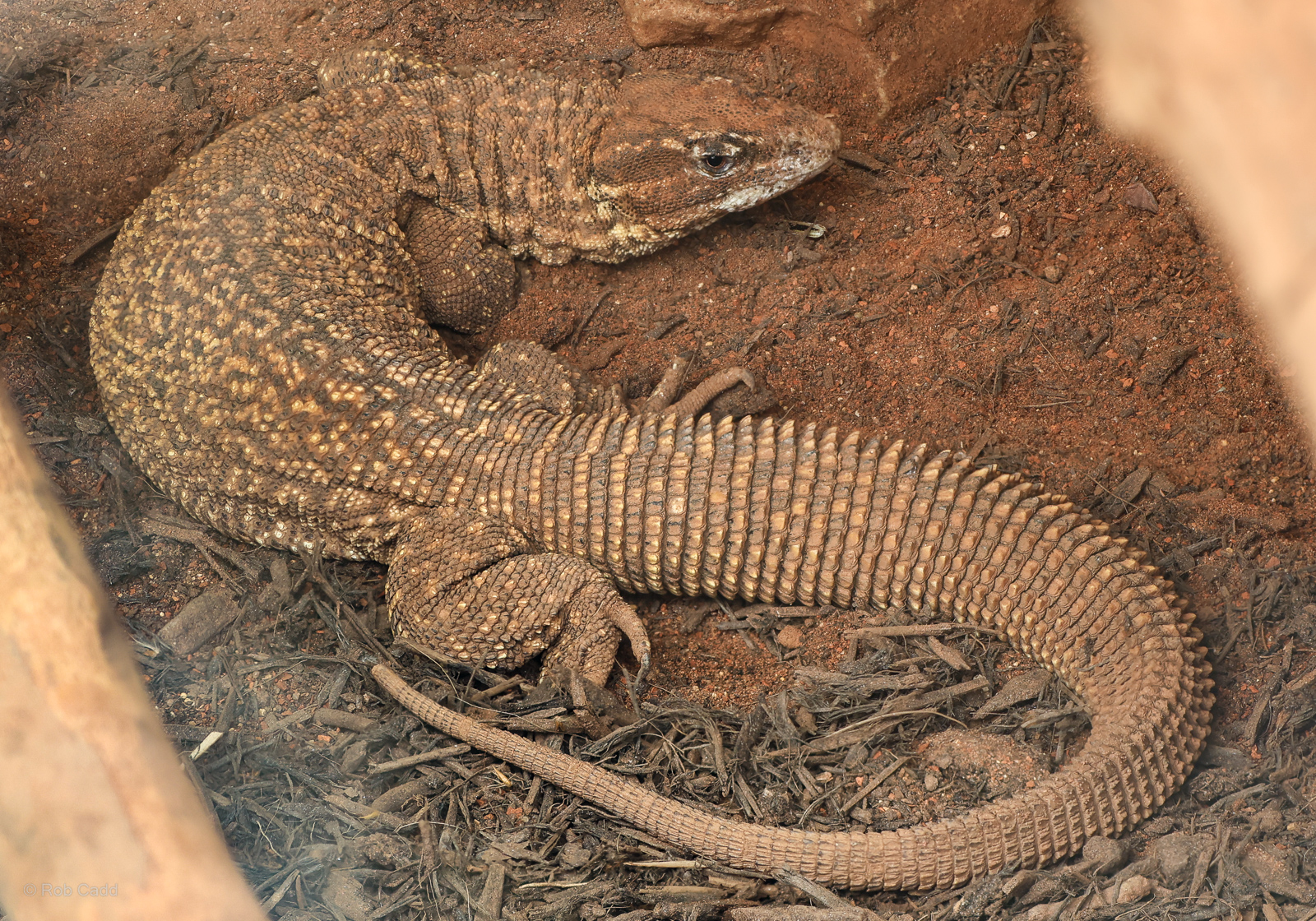 Spiny-tailed monitor : Crocodiles of the World : 05 Jul 2024