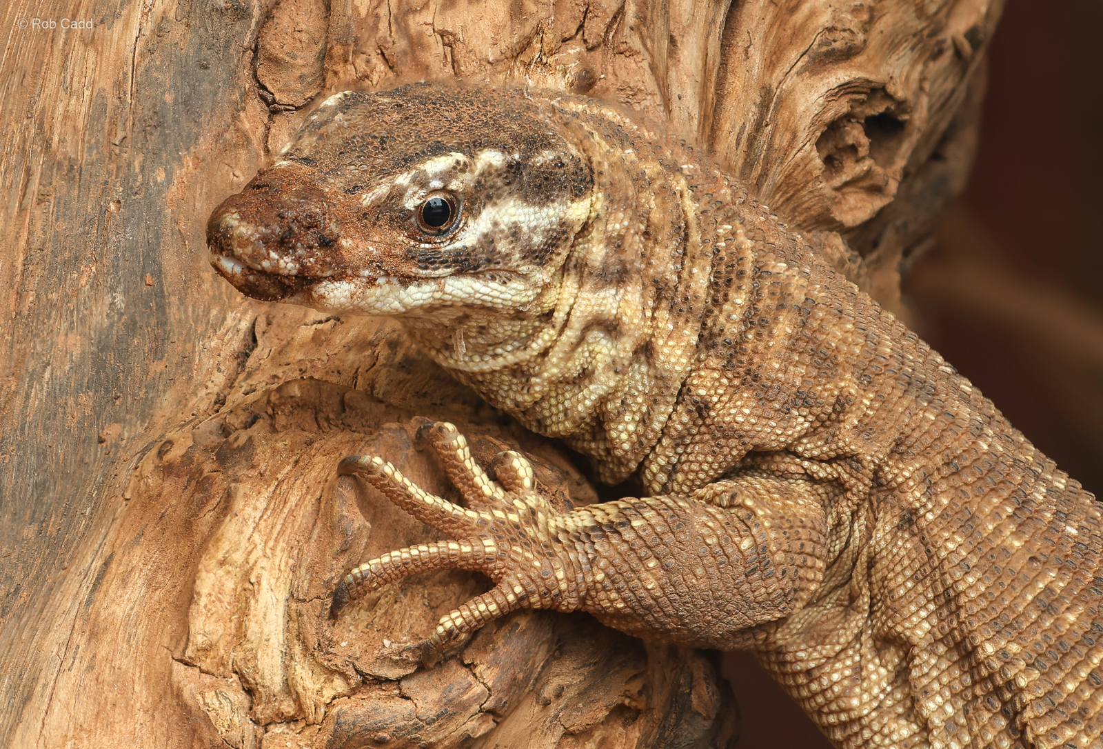 Spiny-tailed monitor : Crocodiles of the World : 05 Jul 2024