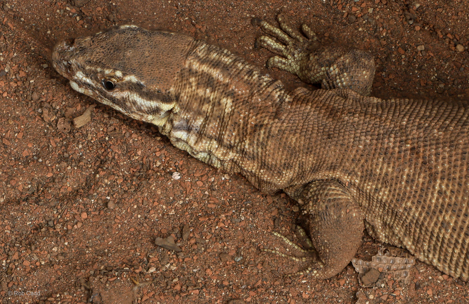 Spiny-tailed monitor : Crocodiles of the World : 07 Jun 2024