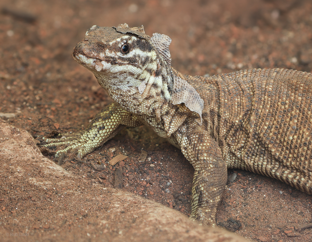 Spiny-tailed monitor : Crocodiles of the World : 20 Jun 2025