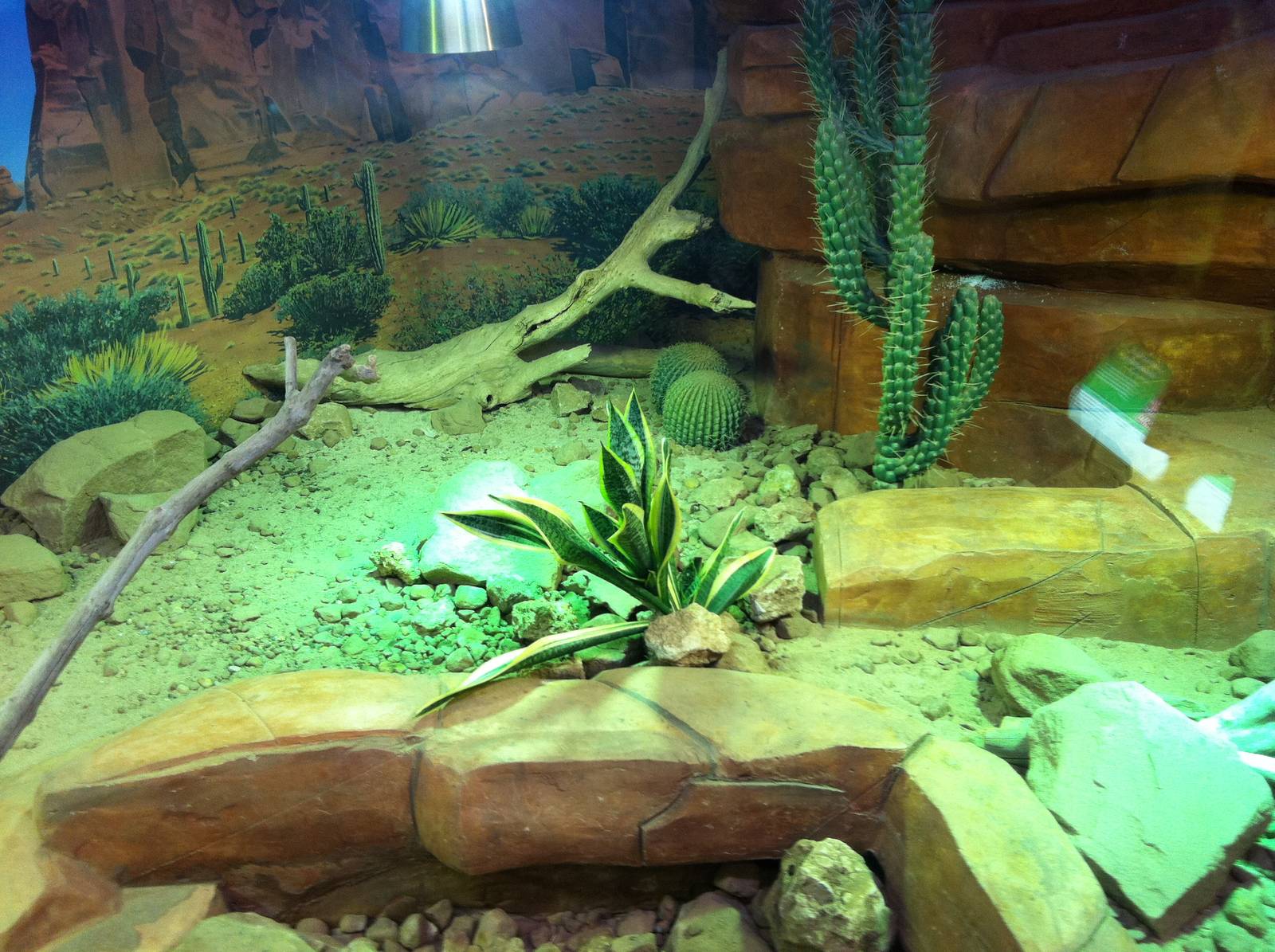 Spiny-tailed Monitor enclosure - Manchester Museum 29.12.10