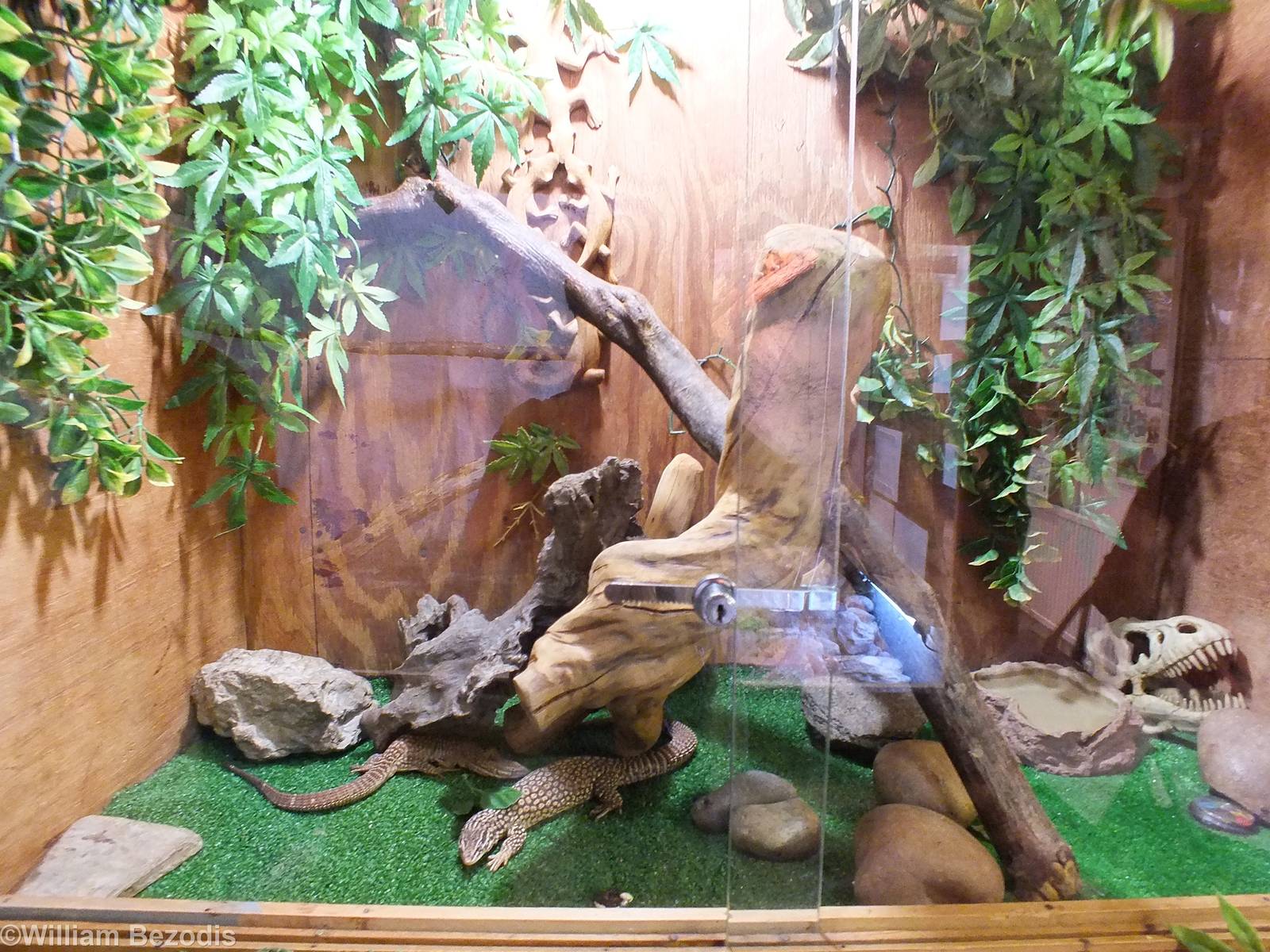 Spiny-tailed Monitor Enclosure