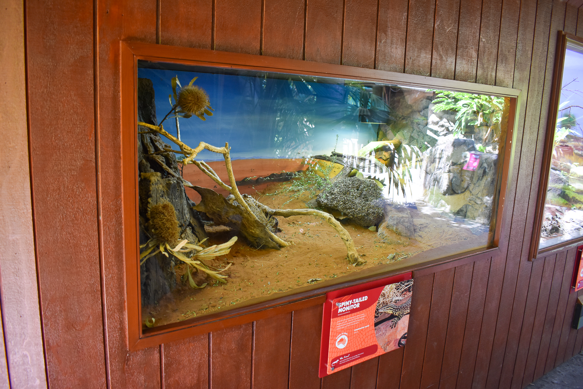 Spiny-tailed Monitor Enclosure