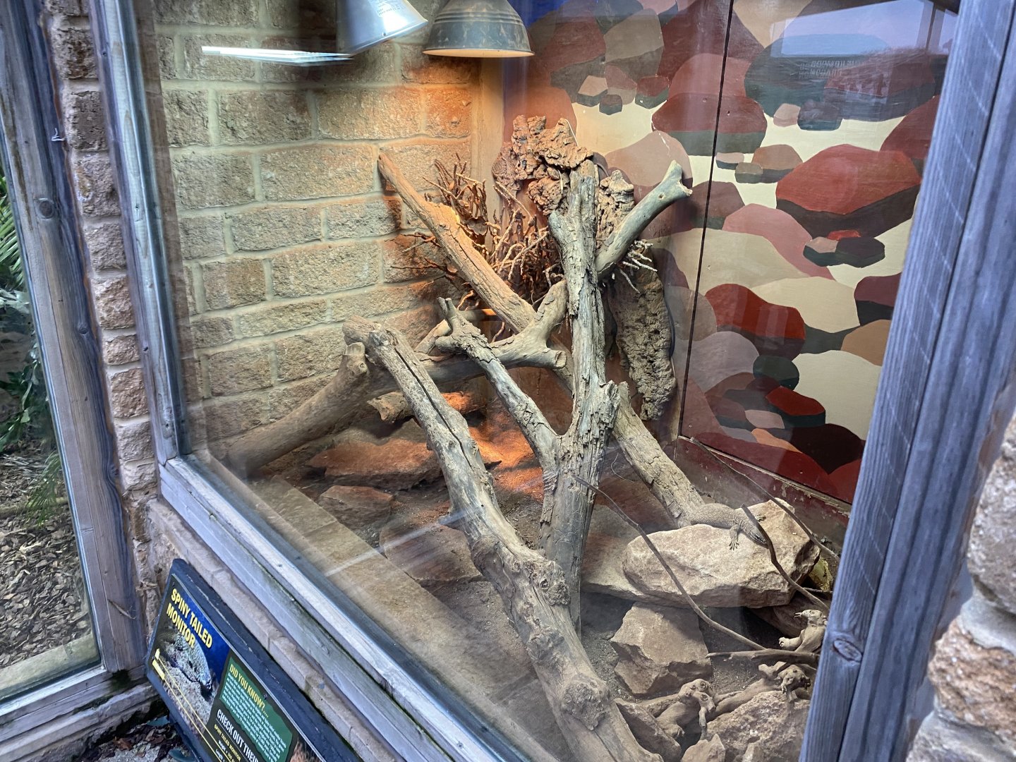 Spiny-tailed monitor exhibit 040124