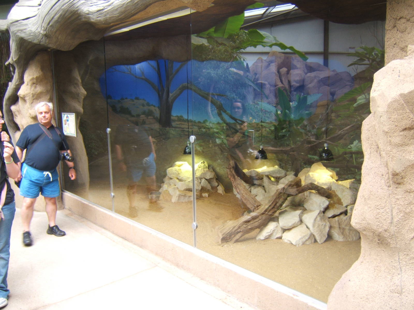 Spiny-tailed monitor exhibit in Eureka