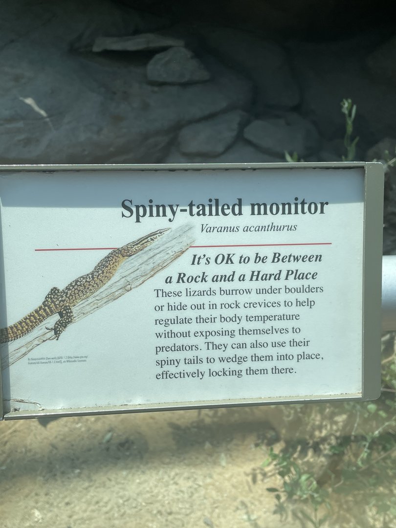 Spiny-Tailed Monitor Signage