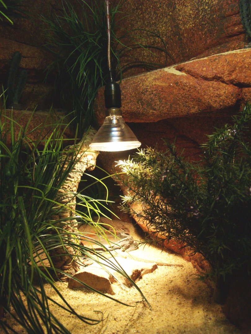 Spiny-tailed monitor terrarium, 2009-04-14