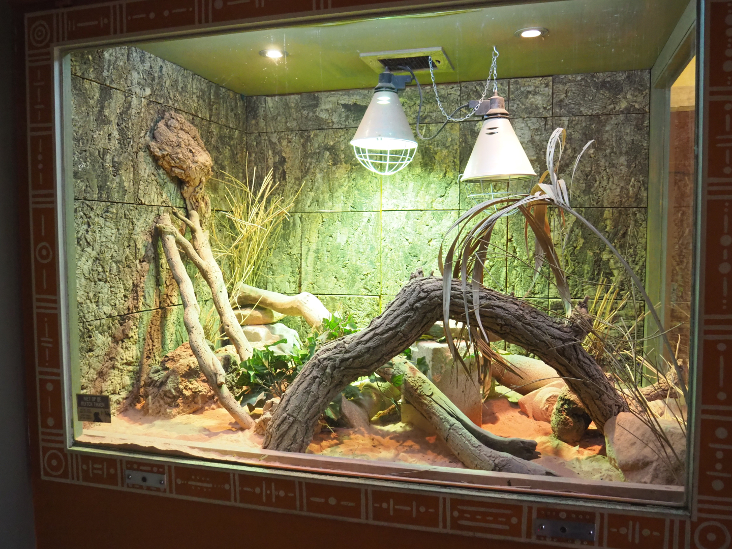 Spiny-tailed monitor terrarium, 2021-12-07