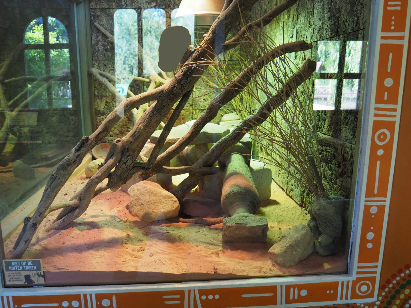 Spiny-tailed monitor terrarium, 2022-06-15