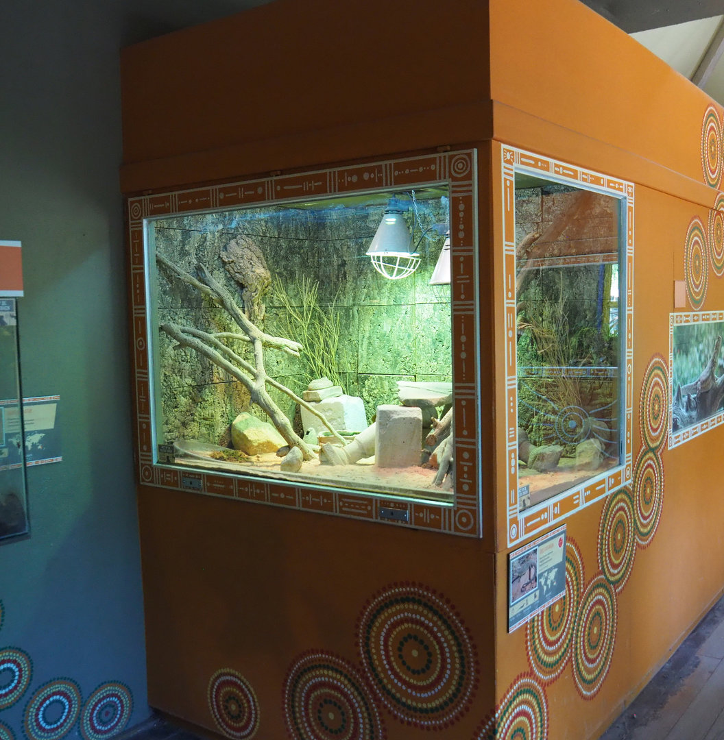 Spiny-tailed monitor terrarium, 2022-06-15