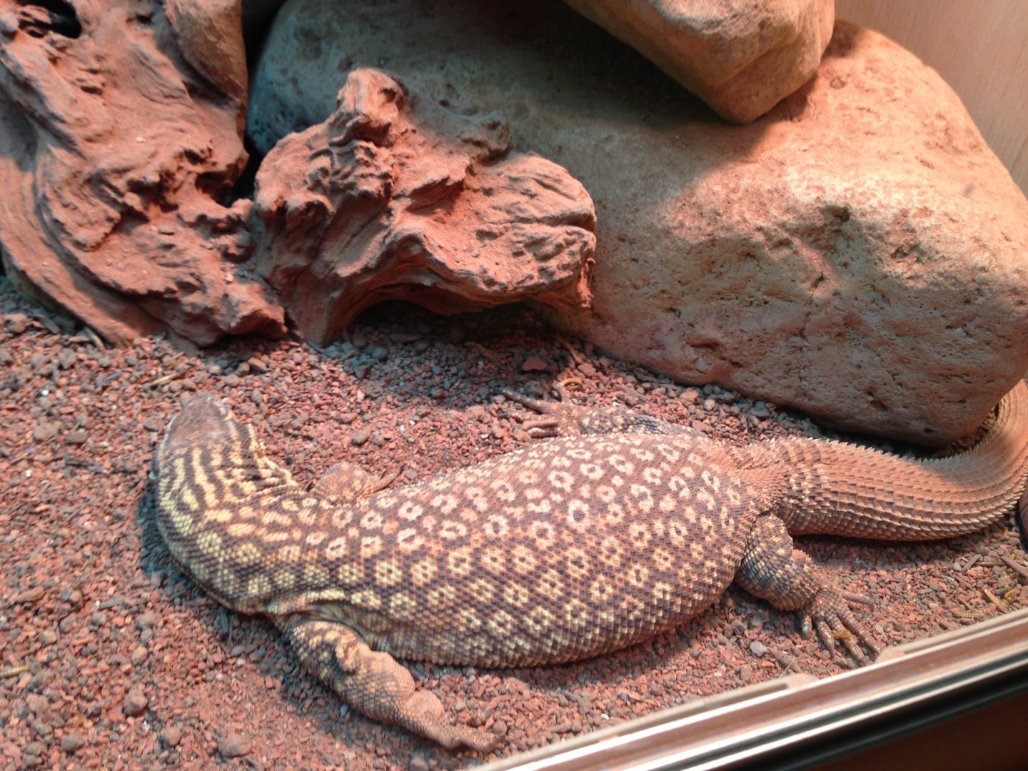 Spiny-Tailed Monitor - (Varanus Acantharus)