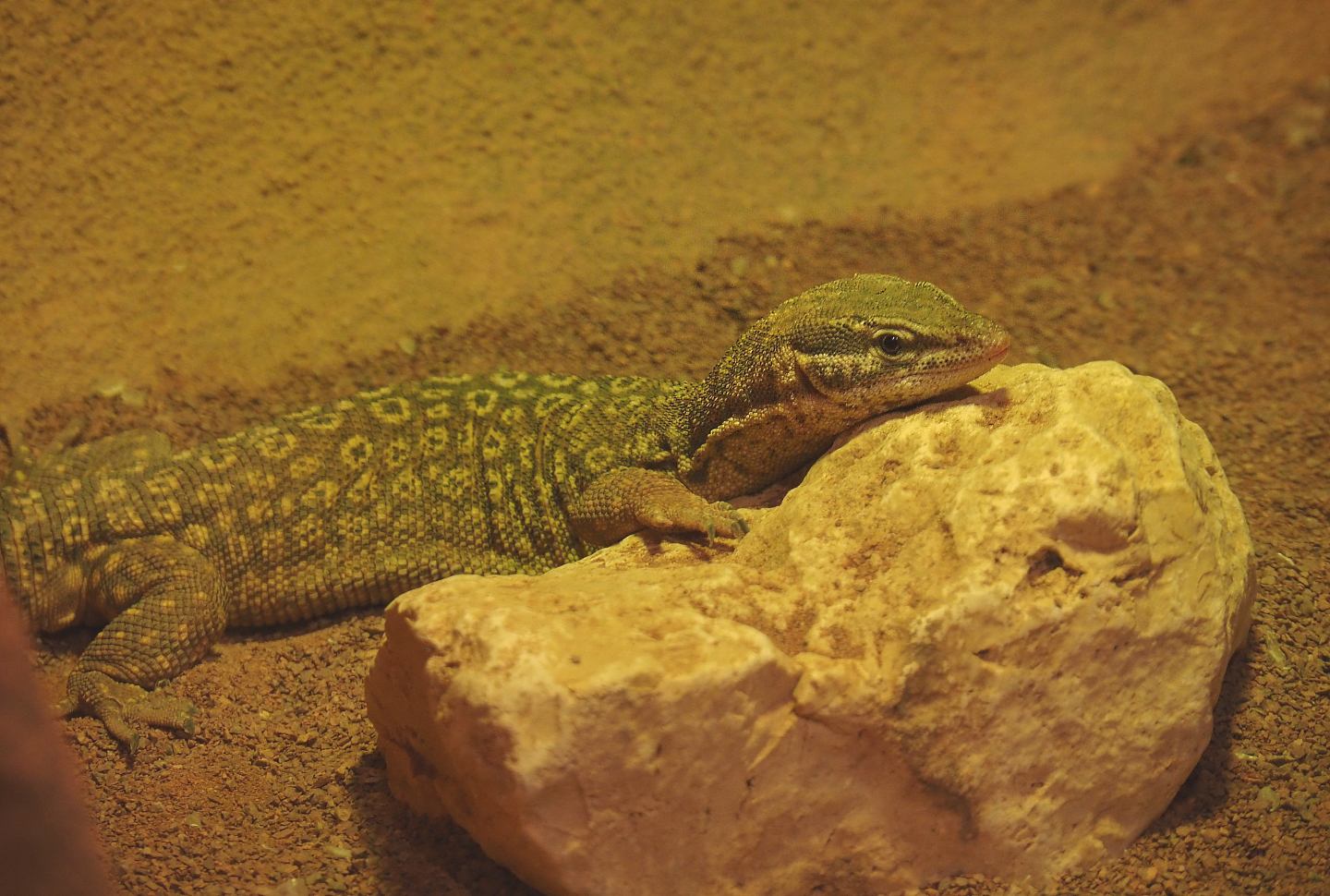 Spiny-tailed monitor (Varanus acanthurus)2020-05-24