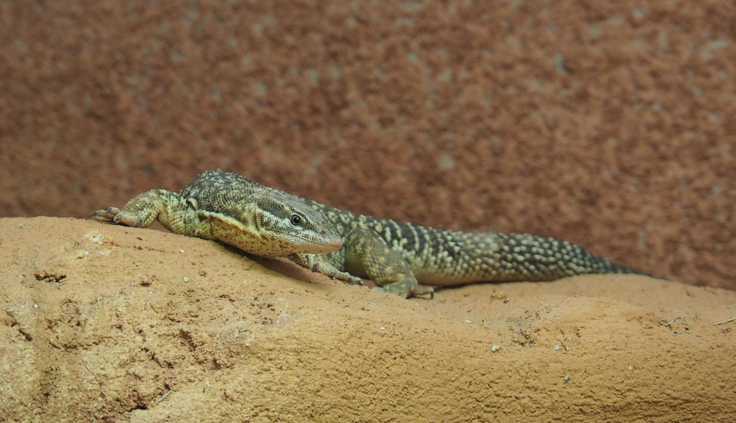 Spiny-tailed monitor (Varanus acanthurus), 2020-09-20