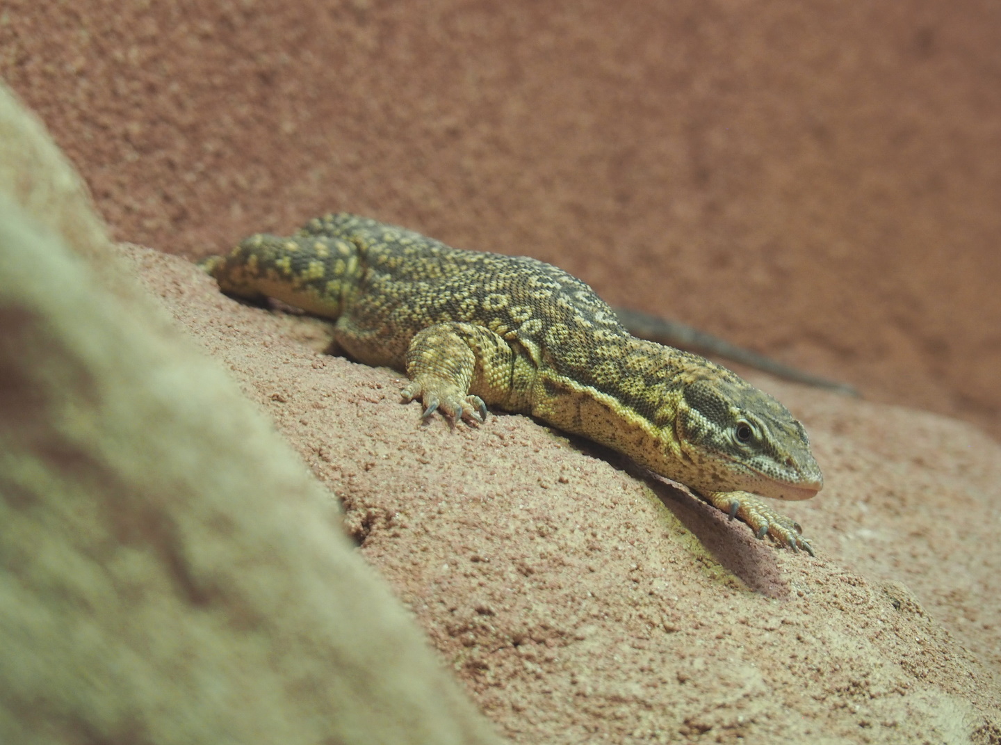 Spiny-tailed monitor (Varanus acanthurus), 2021-06-12