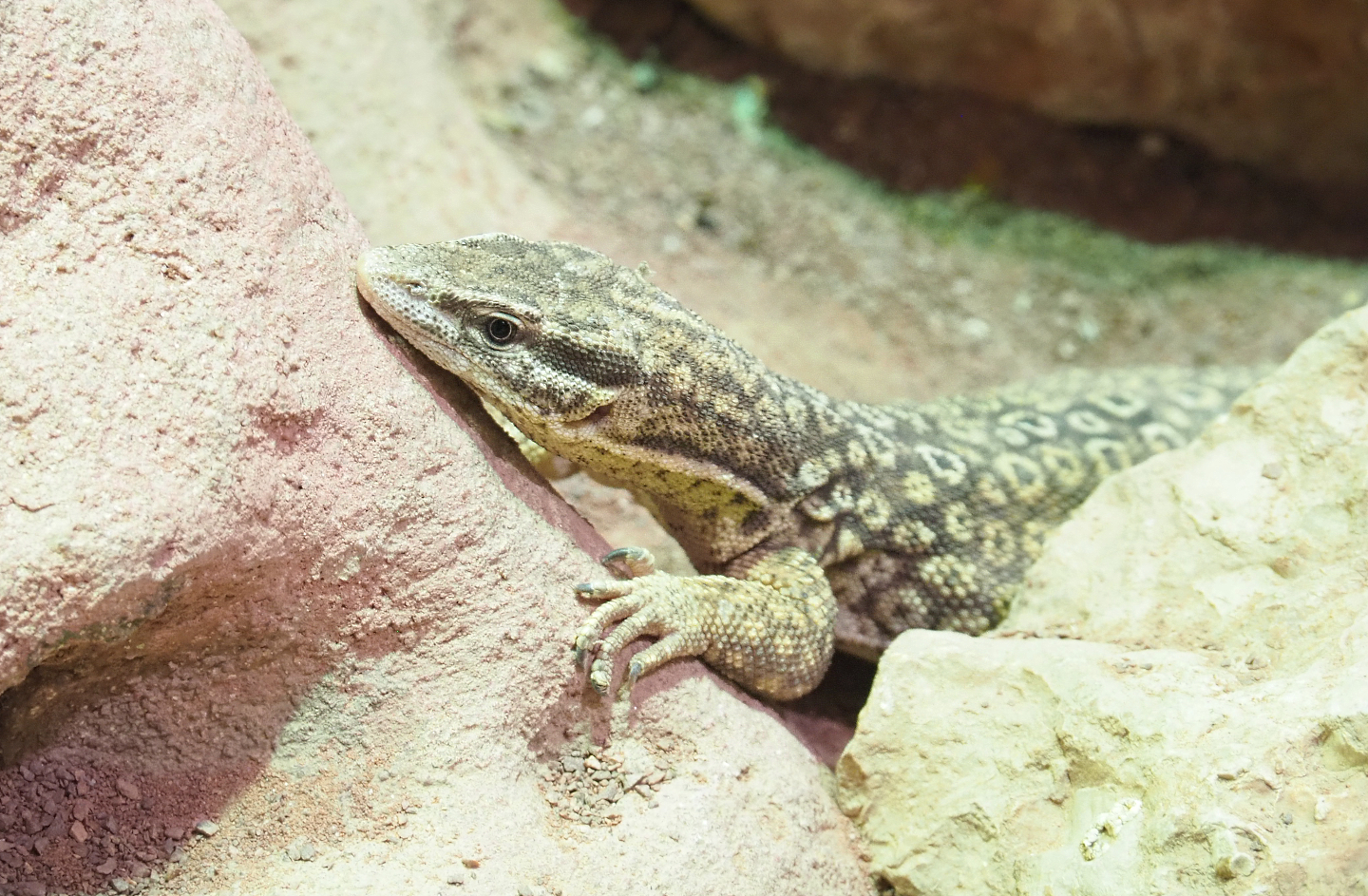 Spiny-tailed monitor (Varanus acanthurus), 2022-03-16