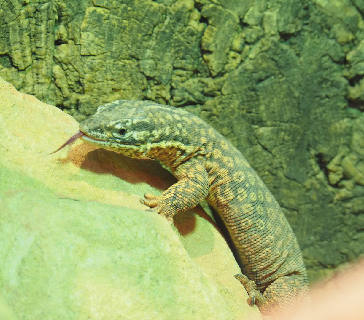 Spiny-tailed monitor (Varanus acanthurus), 2022-04-12